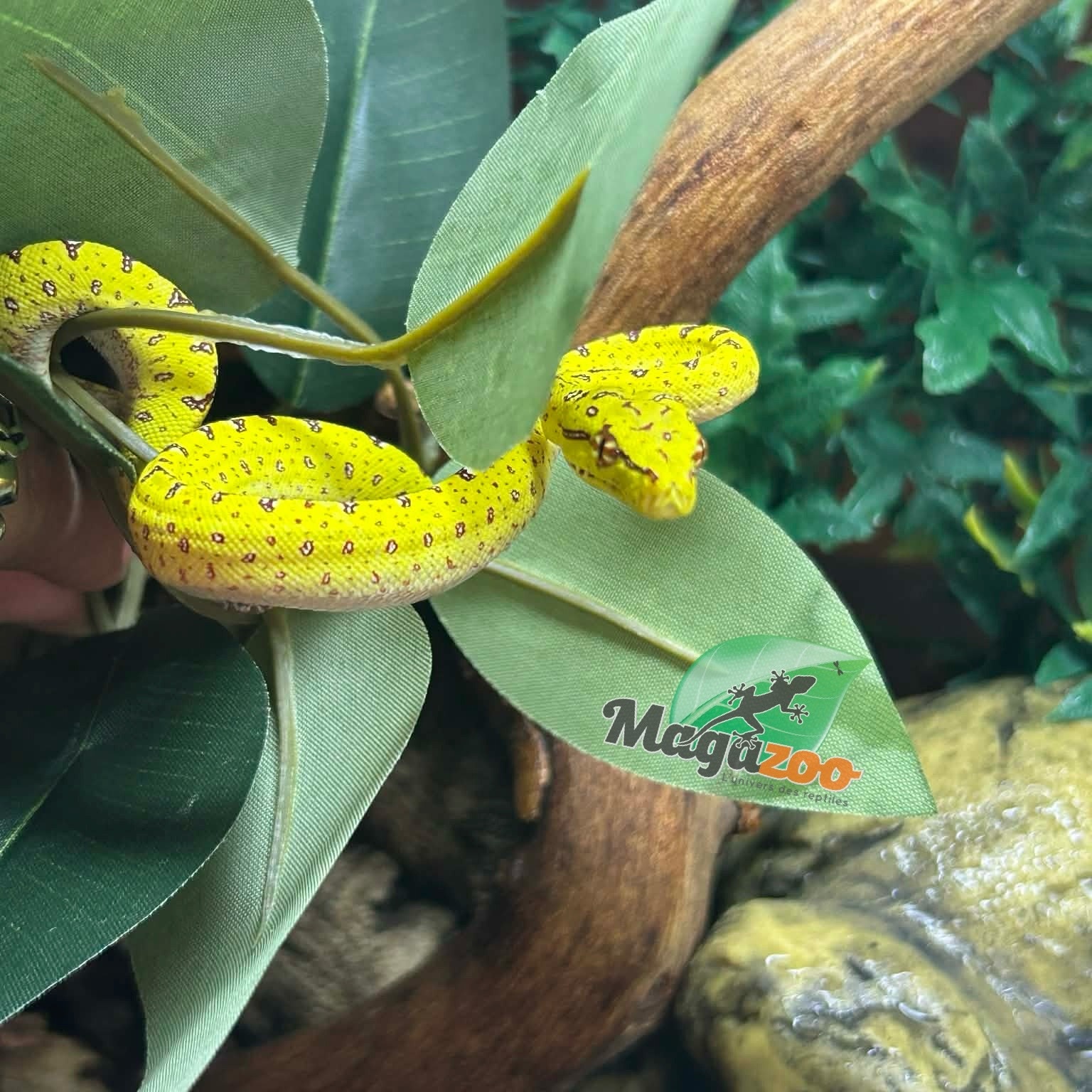 Magazoo Male Green tree python #2 Captive Born April 13, 2026