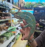 Magazoo Caméléon Panthère Ambilobe mâle juin 2025