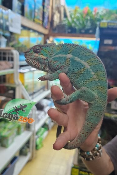 Magazoo Caméléon Panthère Ambilobe mâle juin 2025
