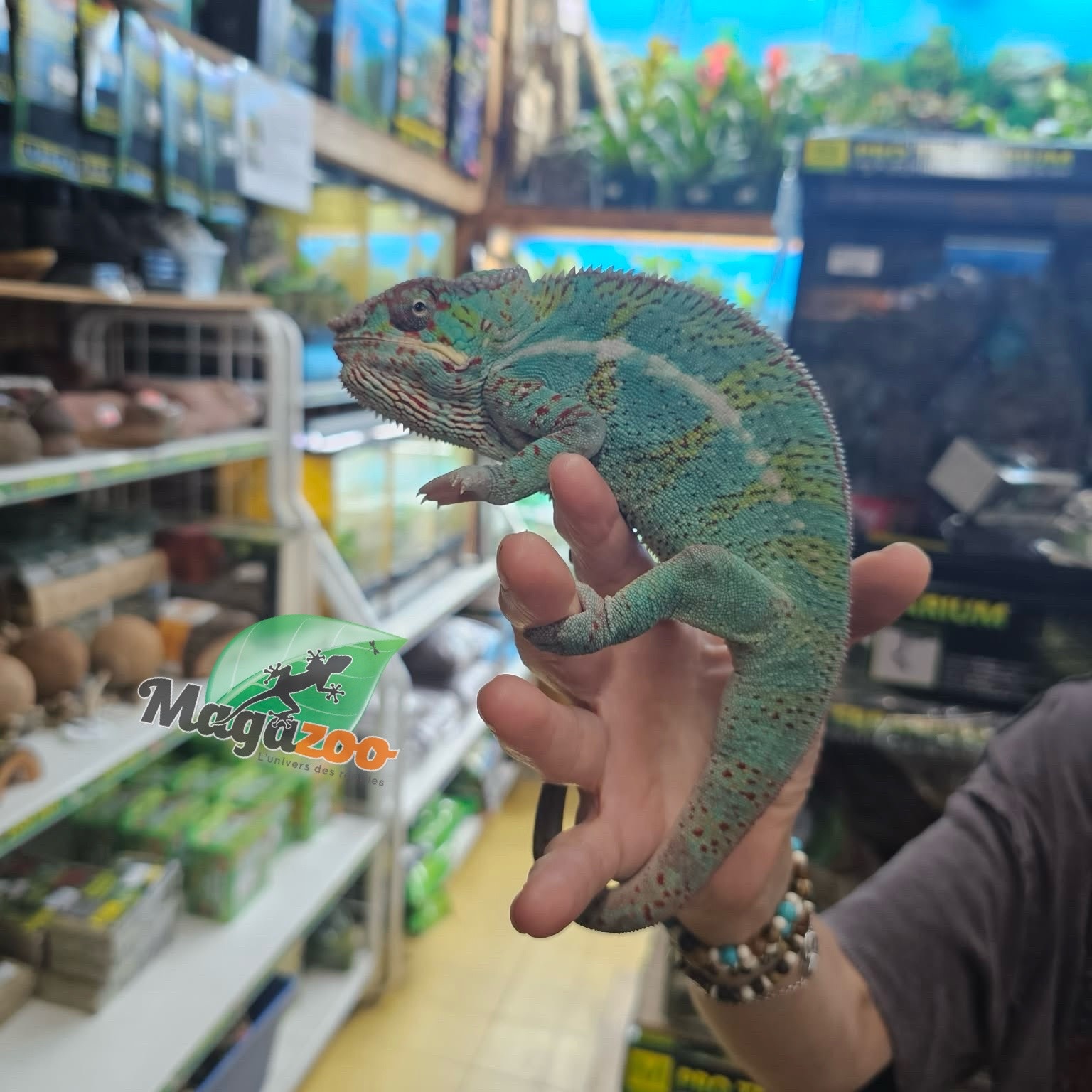 Magazoo Caméléon Panthère Ambilobe mâle juin 2025