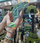 Magazoo Male Ambilobe Panther chameleon June 2025