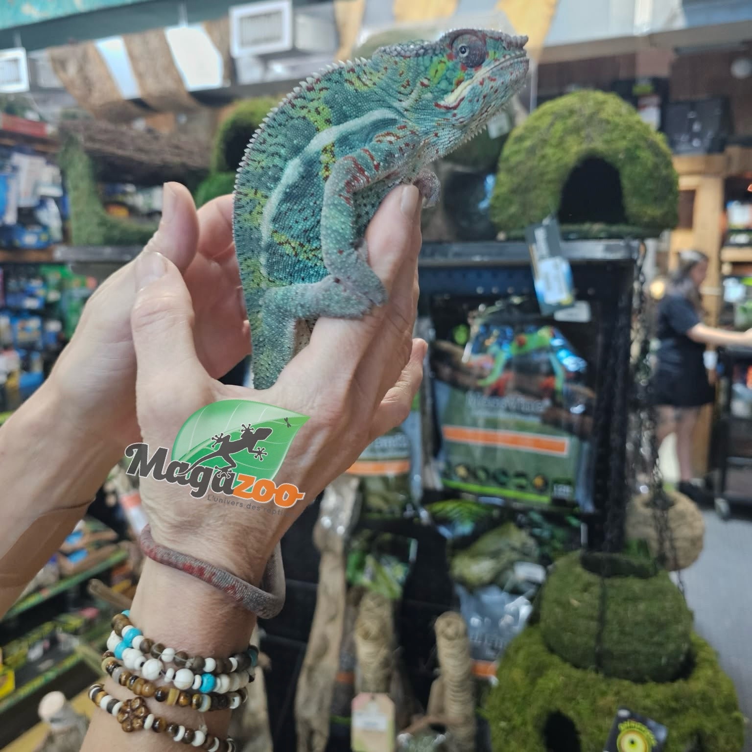 Magazoo Caméléon Panthère Ambilobe mâle juin 2025