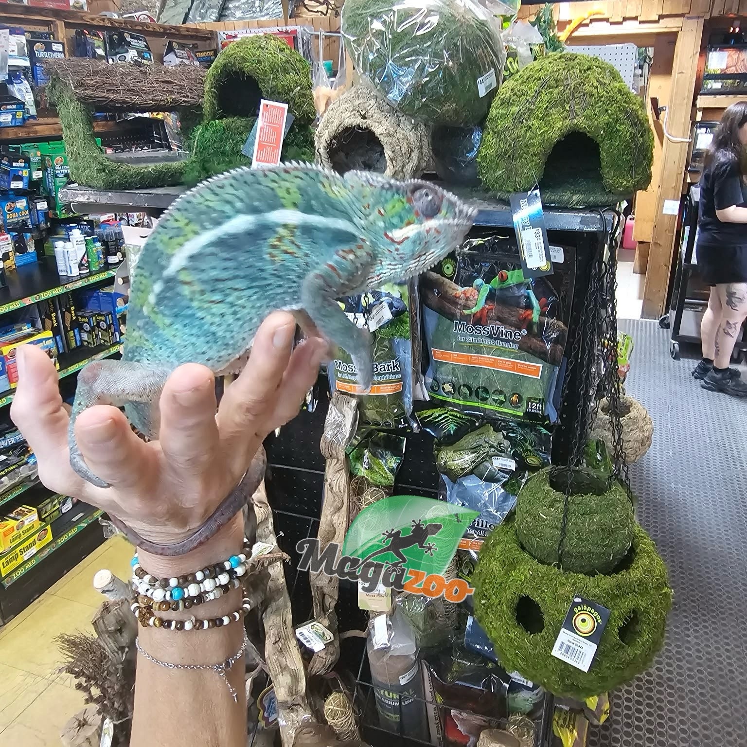 Magazoo Caméléon Panthère Ambilobe mâle juin 2025