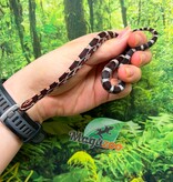 Magazoo Serpent des blés Okeetee  Femelle 10-06-26