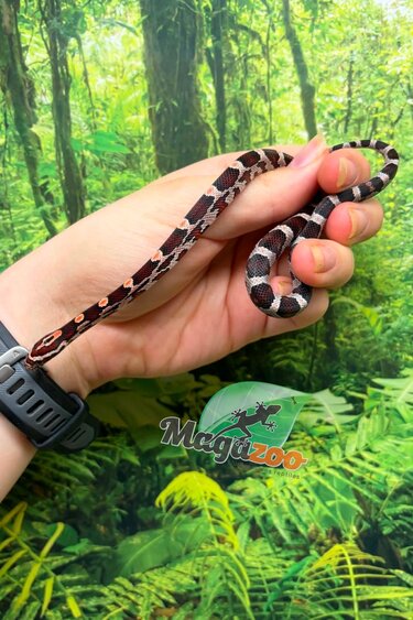 Magazoo Female Okeetee Corn snake 06-10-26