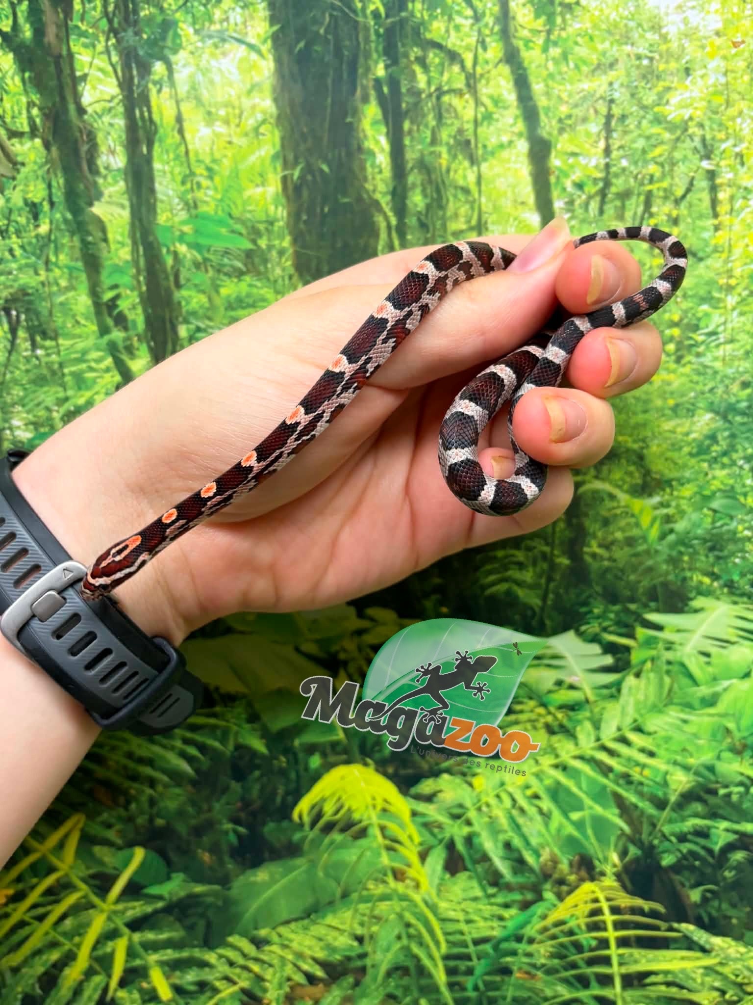 Magazoo Serpent des blés Okeetee  Femelle 10-06-26