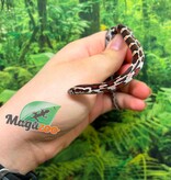Magazoo Female Okeetee Corn snake 06-10-26