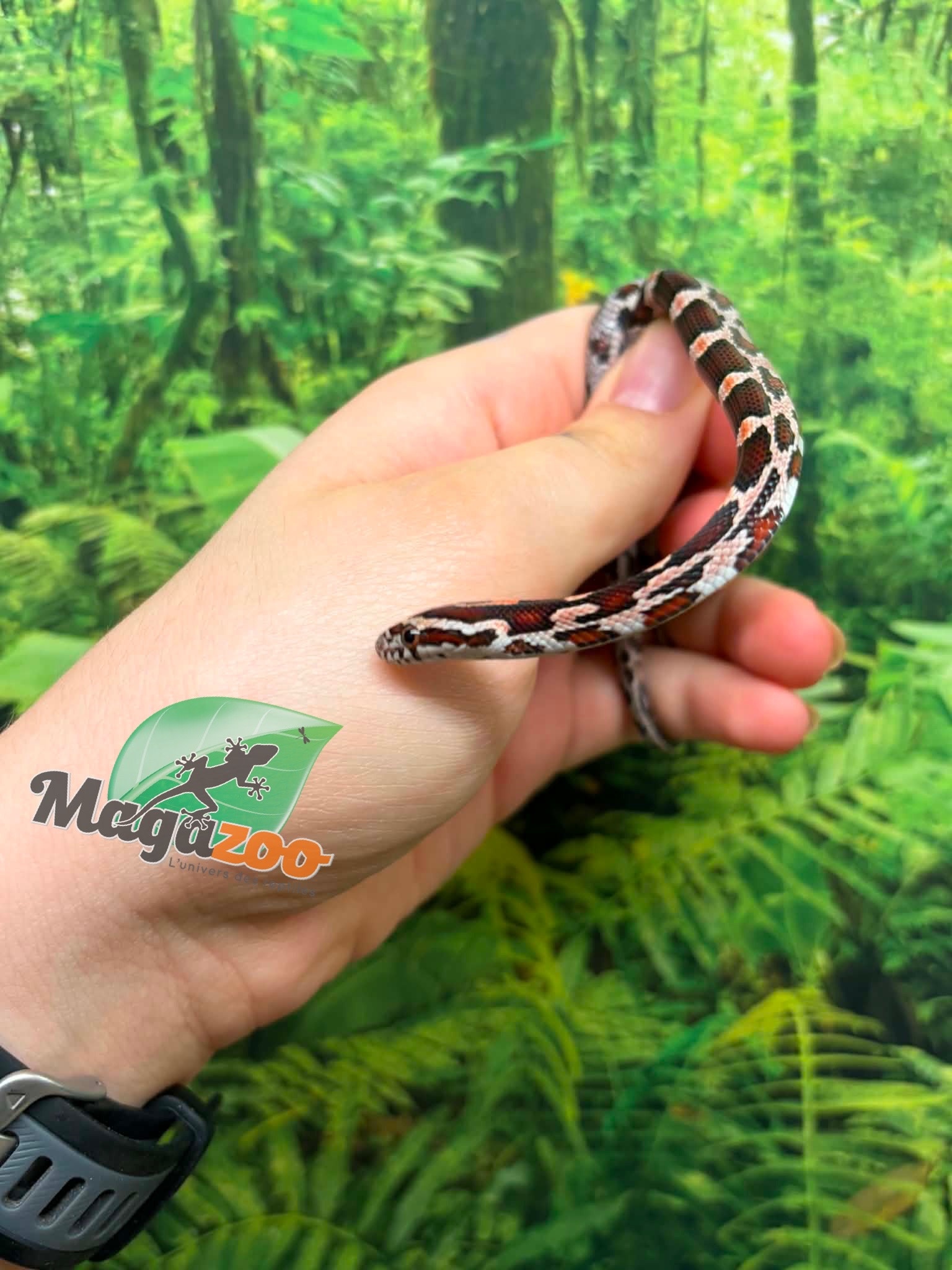 Magazoo Female Okeetee Corn snake 06-10-26