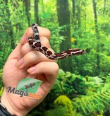 Magazoo Female Okeetee Corn snake 06-10-26