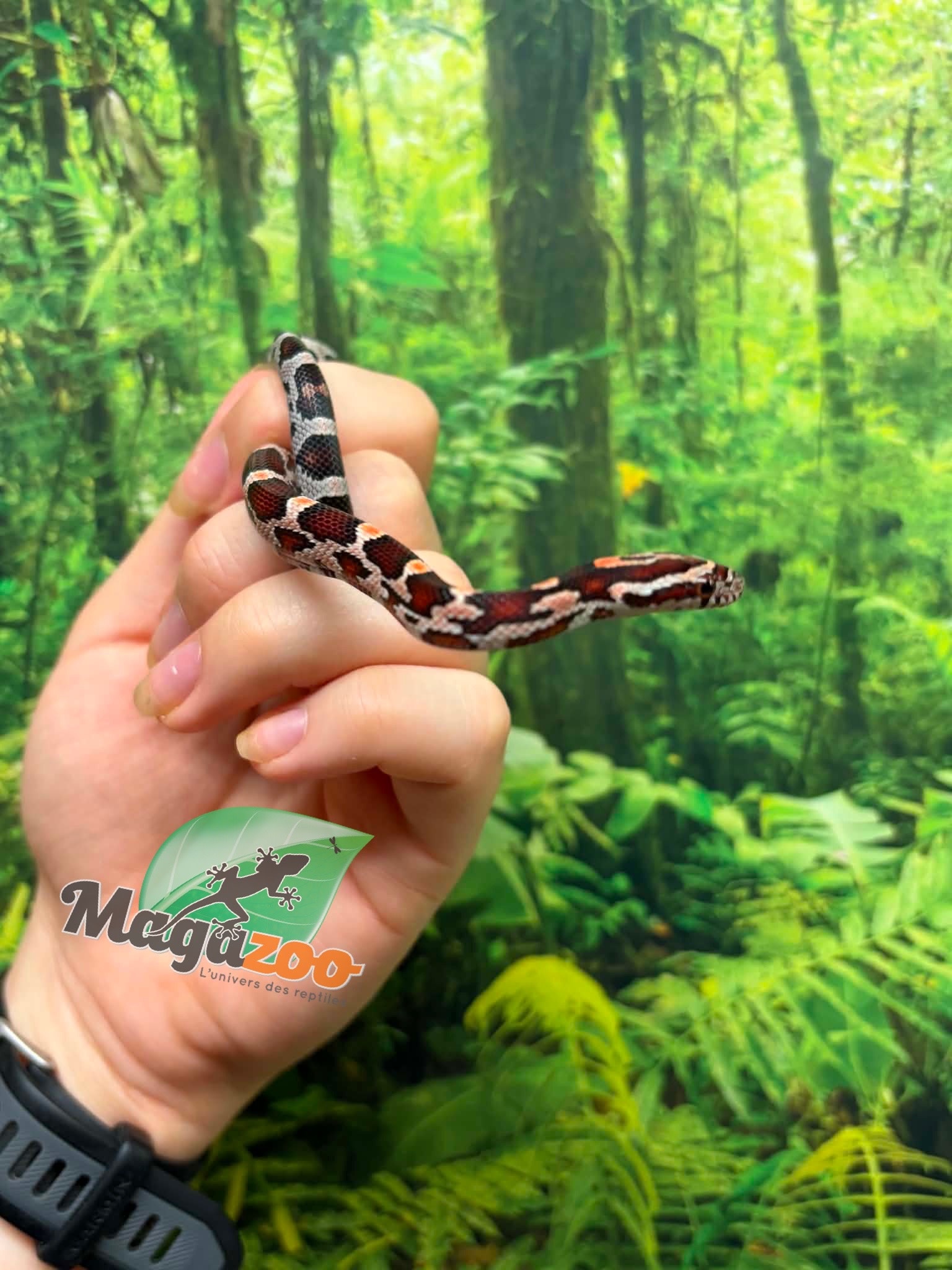 Magazoo Serpent des blés Okeetee  Femelle 10-06-26