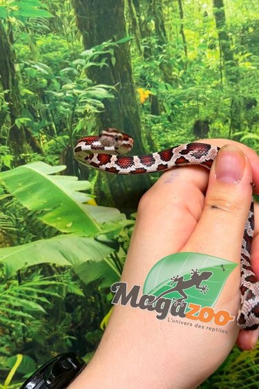 Magazoo Mâle Okeetee Corn Snake 06-10-26