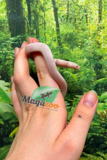 Magazoo Male Blizzard Corn Snake #1 06-01-26