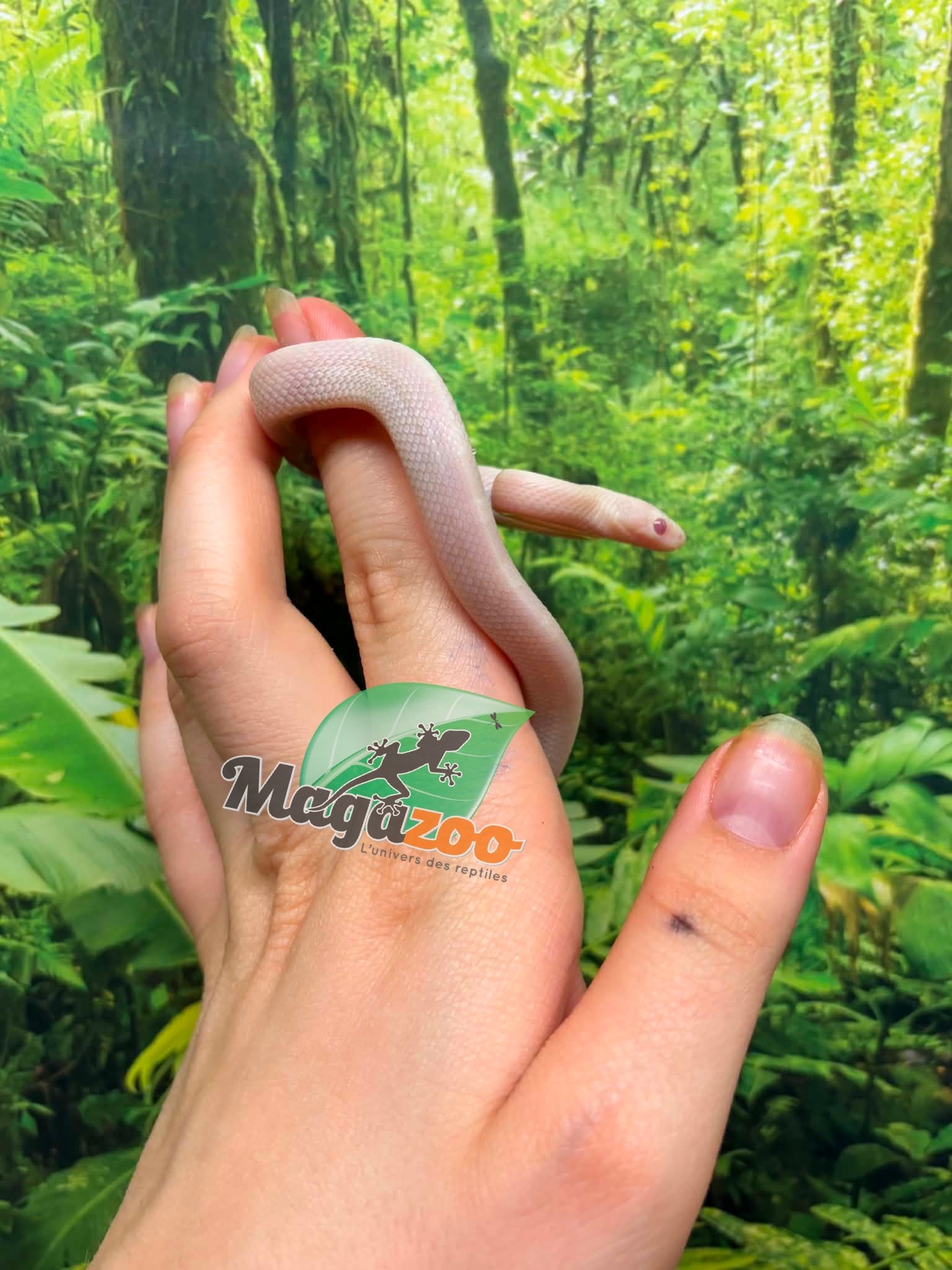 Magazoo Male Blizzard Corn Snake #1 06-01-26