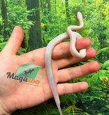 Magazoo Serpent des blés Blizzard  #1. Mâle 01-06-26