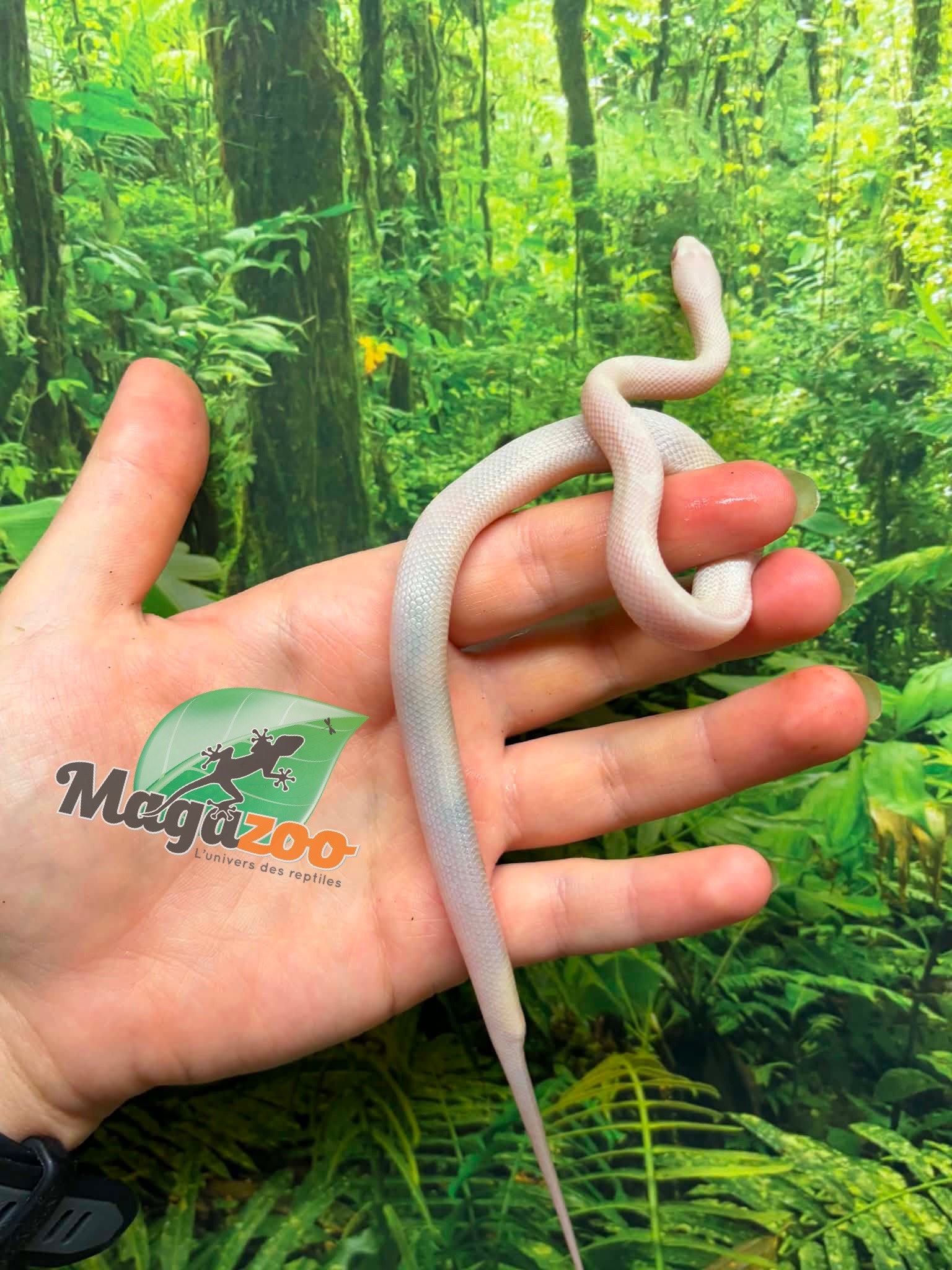 Magazoo Male Blizzard Corn Snake #1 06-01-26