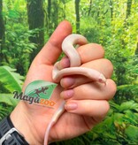 Magazoo Male Blizzard Corn Snake #1 06-01-26