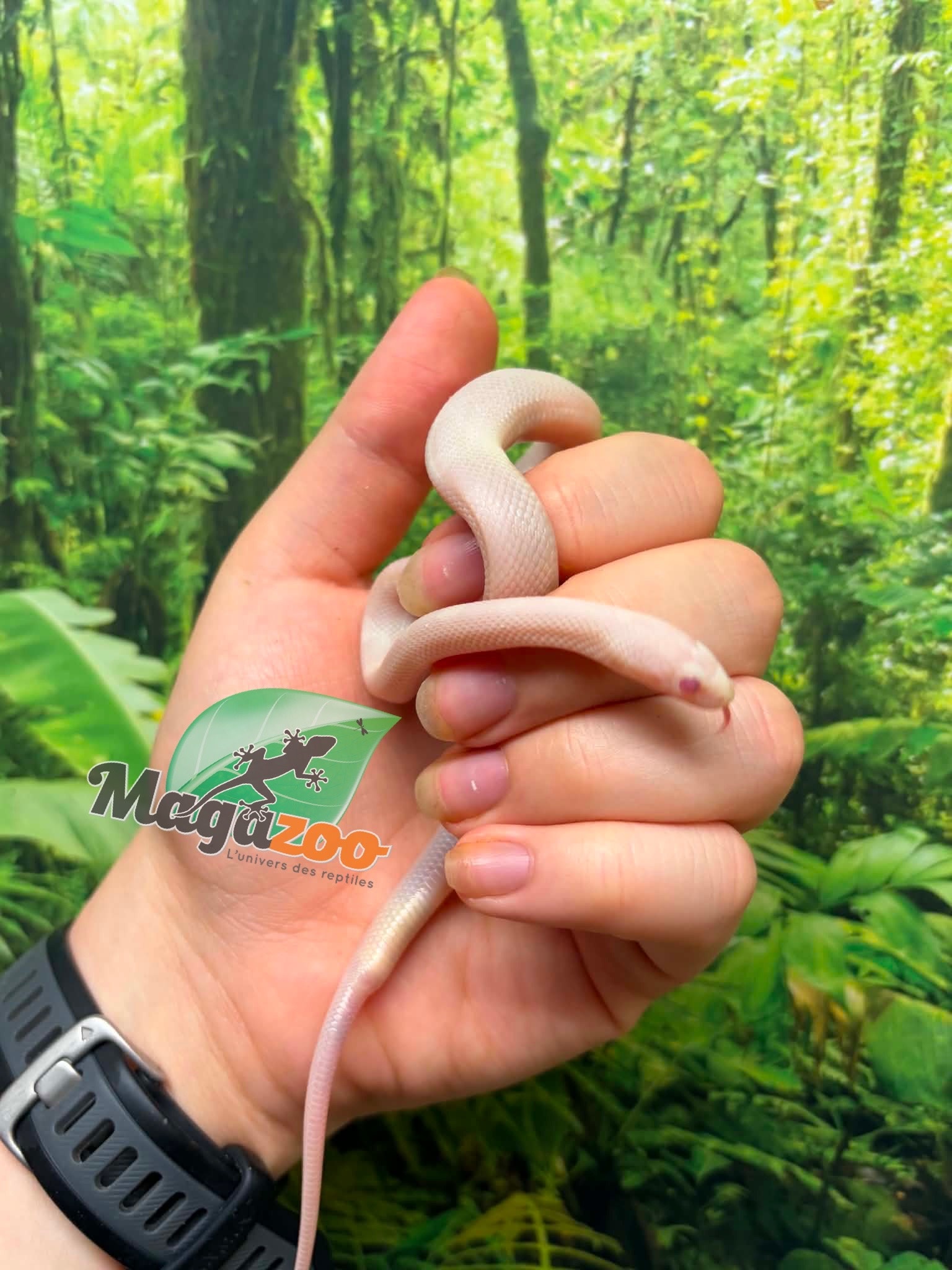 Magazoo Serpent des blés Blizzard  #1. Mâle 01-06-26