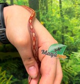 Magazoo Serpent des blés  Hypo Motley-Stripe  #1. 10-06-26