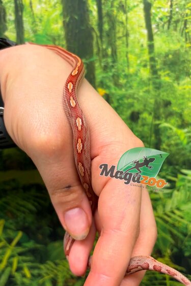 Magazoo Hypo Motley-Stripe Corn Snake #1. 06-10-26