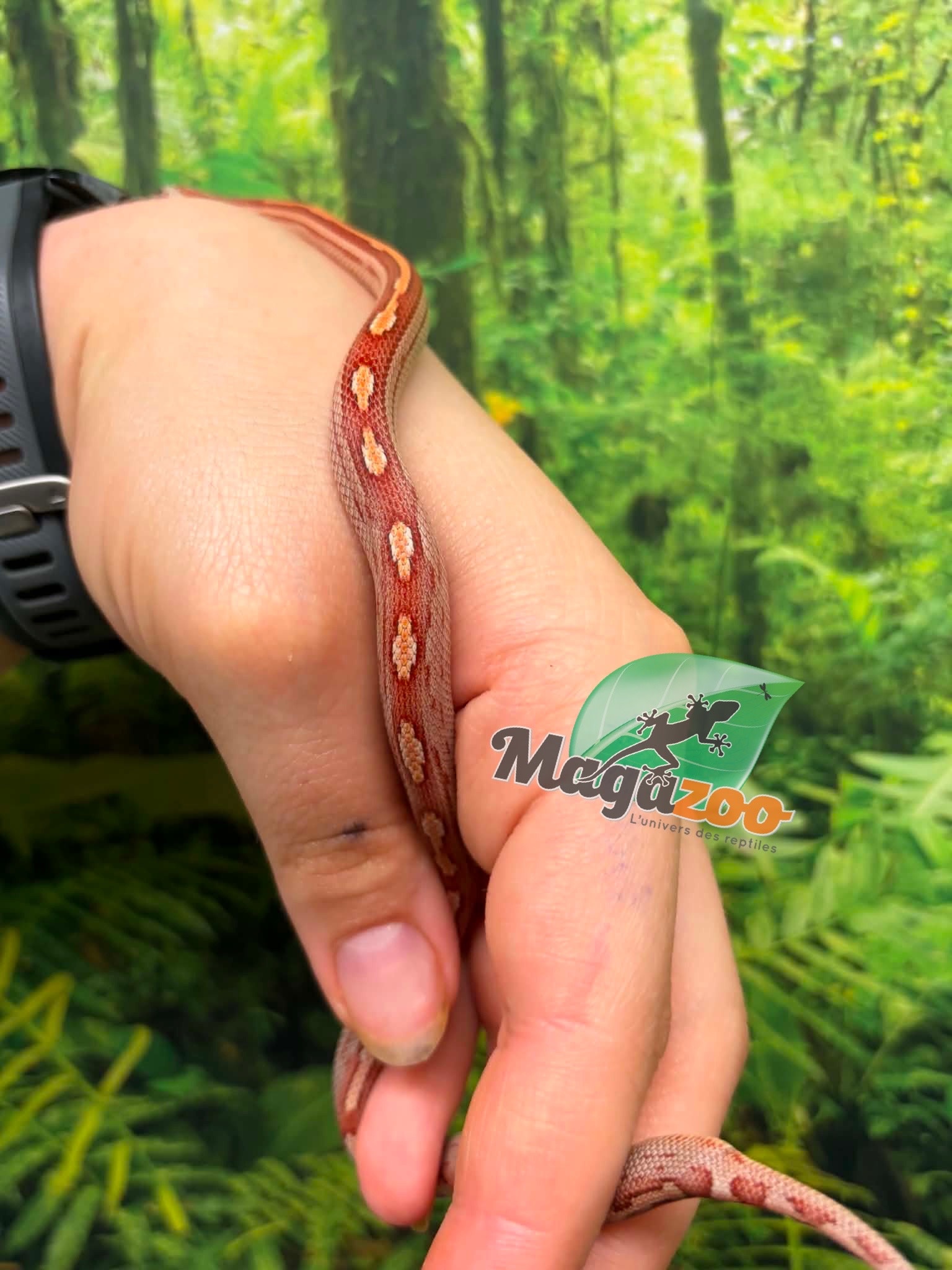 Magazoo Hypo Motley-Stripe Corn Snake #1. 06-10-26