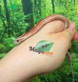 Magazoo Serpent des blés  Hypo Motley-Stripe  #1. 10-06-26