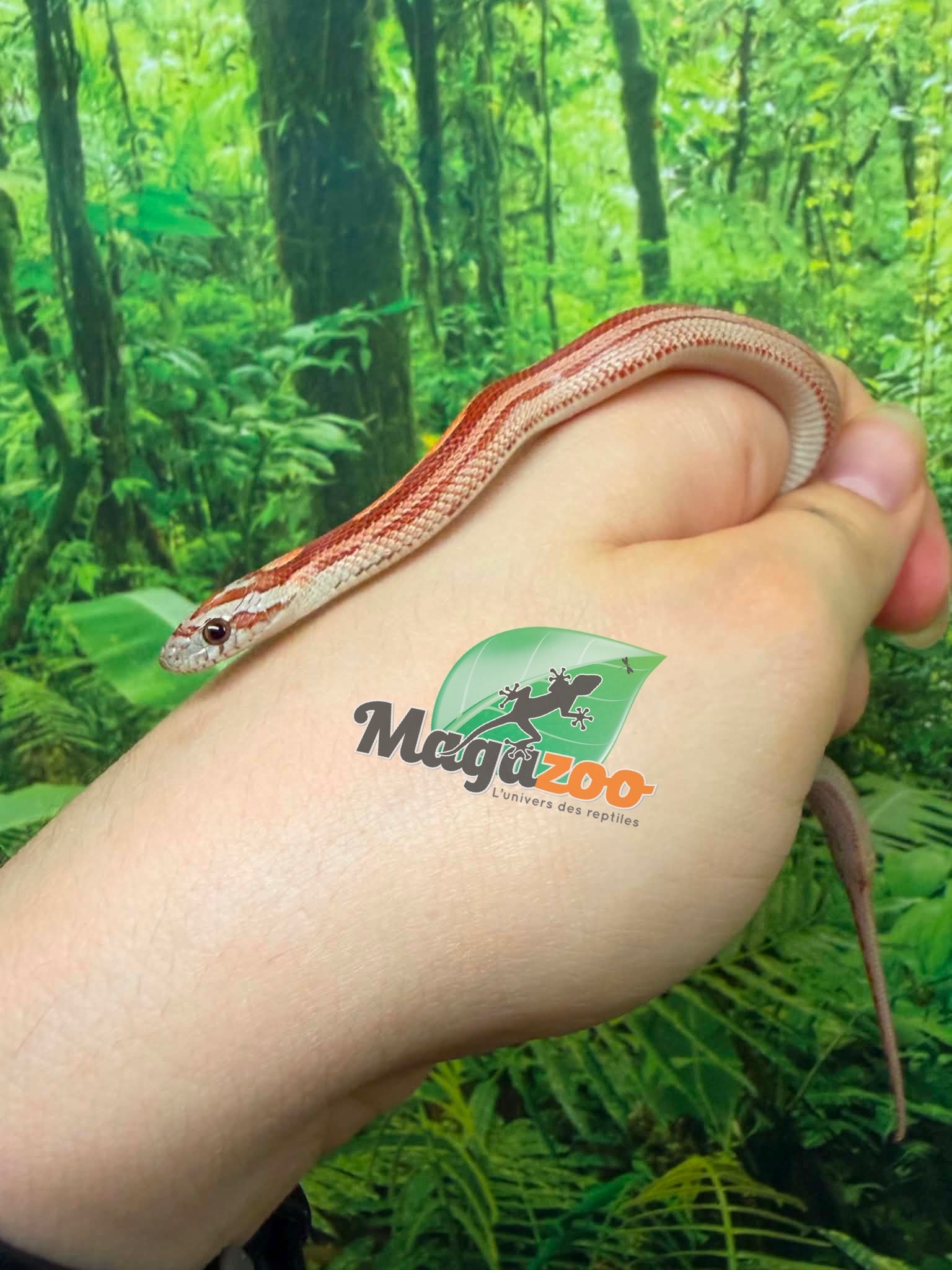Magazoo Serpent des blés  Hypo Motley-Stripe  #1. 10-06-26
