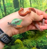 Magazoo Hypo Motley-Stripe Corn Snake #1. 06-10-26