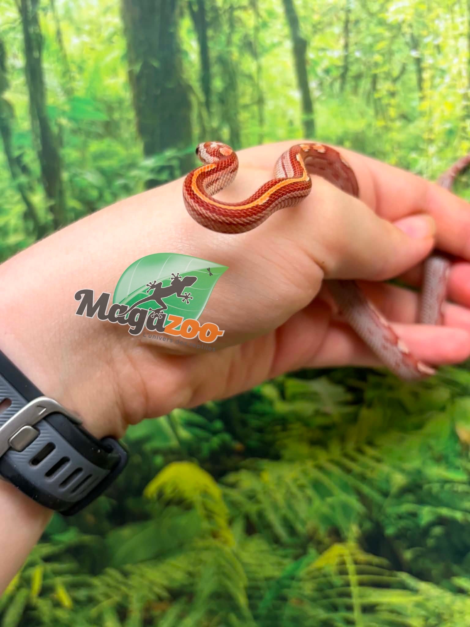 Magazoo Serpent des blés  Hypo Motley-Stripe  #1. 10-06-26