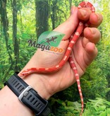 Magazoo Serpent des blés Amel Motley  Mâle 01-06-26