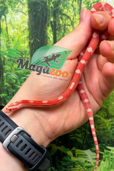 Magazoo Male Amel Motley Corn Snake  06-01-26
