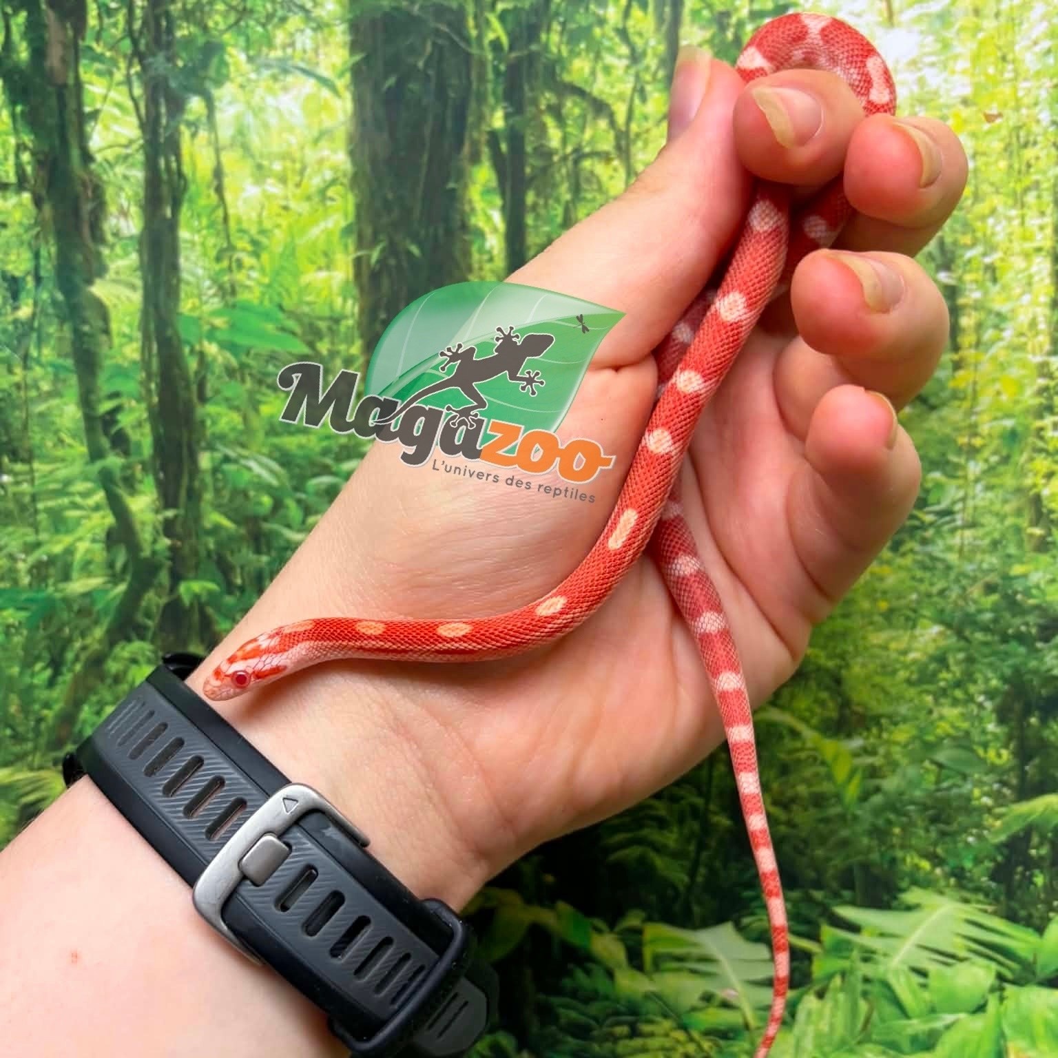 Magazoo Male Amel Motley Corn Snake  06-01-26