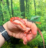 Magazoo Male Amel Motley Corn Snake  06-01-26