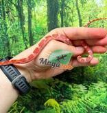 Magazoo Male Amel Motley Corn Snake  06-01-26