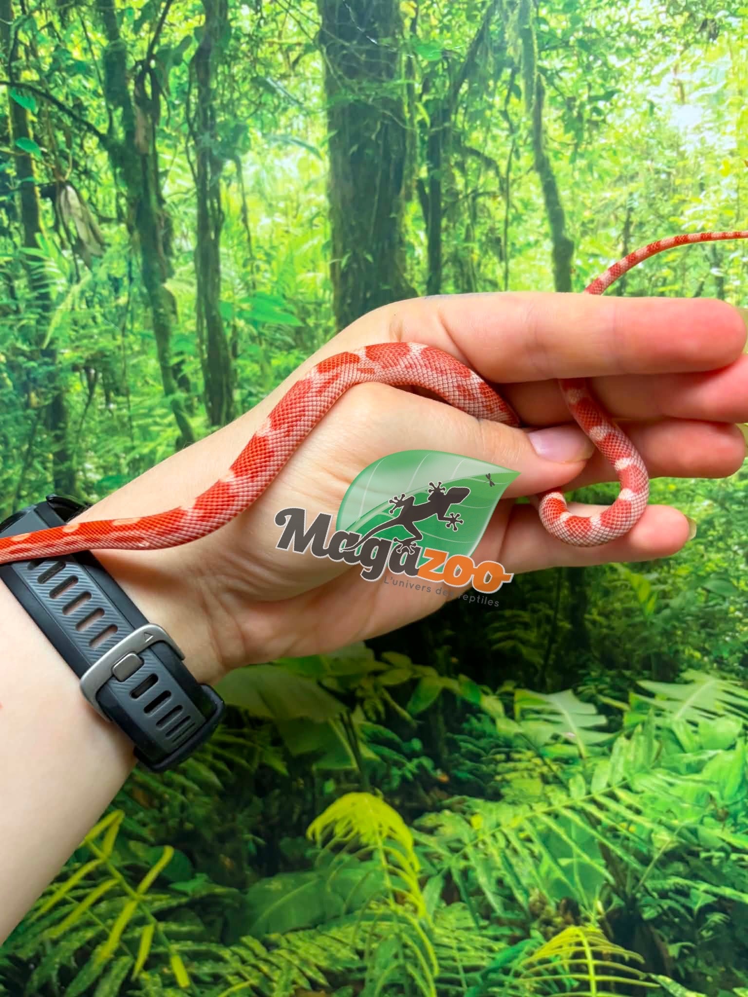Magazoo Serpent des blés Amel Motley  Mâle 01-06-26