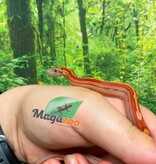 Magazoo Serpent des blés  Hypo Motley-Stripe  #2.  10-06-26