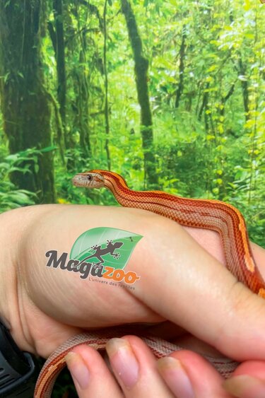 Magazoo Hypo Motley-Stripe Corn Snake #2. 06-10-26
