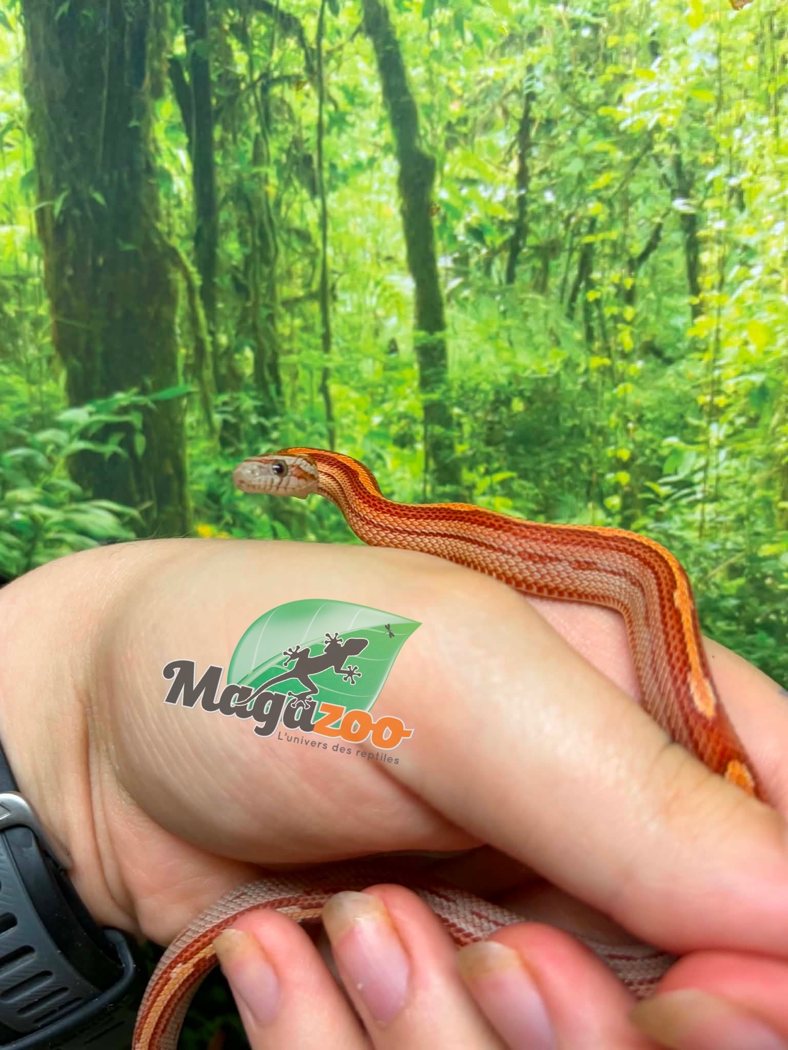 Magazoo Hypo Motley-Stripe Corn Snake #2. 06-10-26
