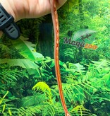 Magazoo Hypo Motley-Stripe Corn Snake #2. 06-10-26