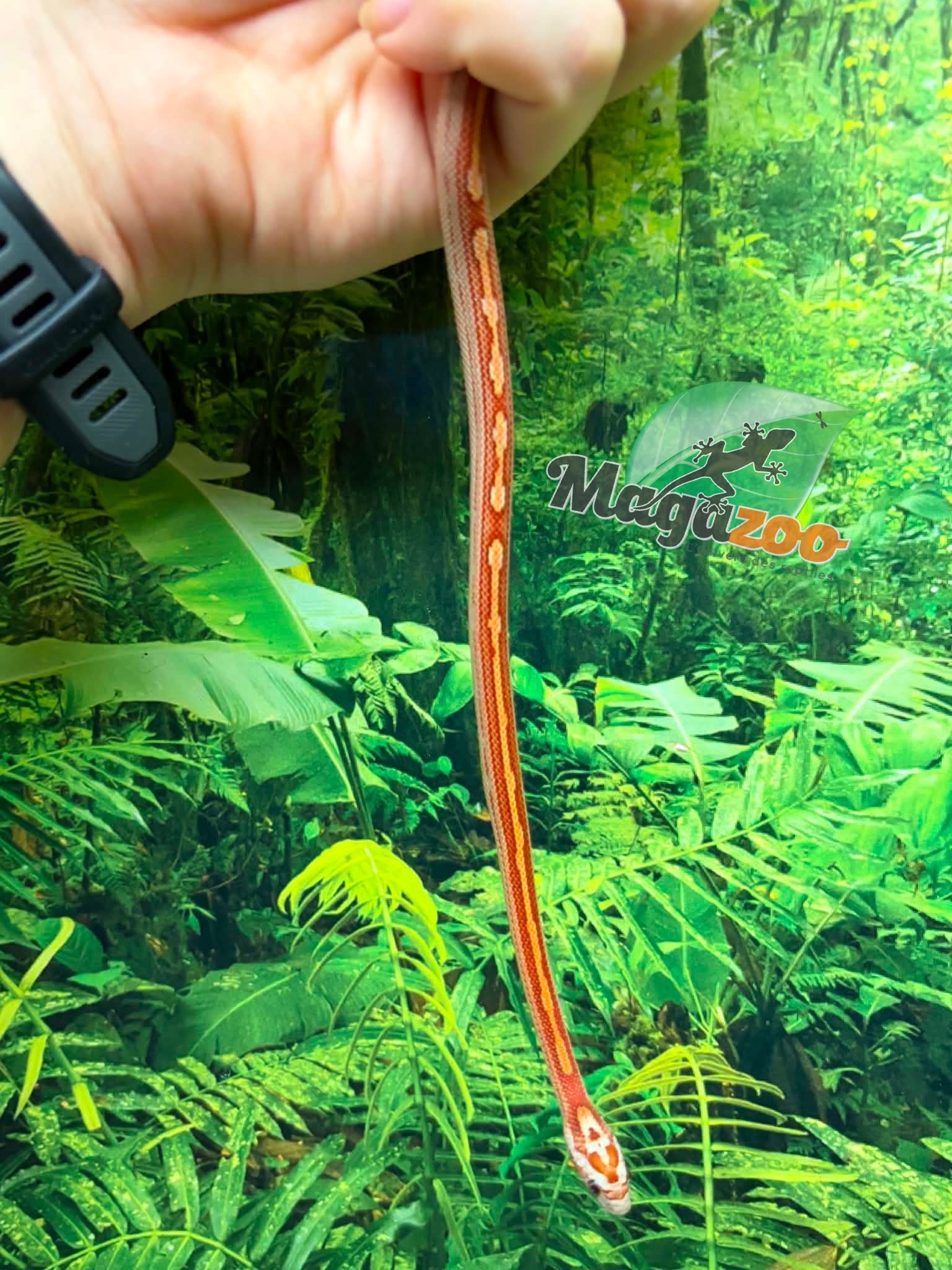 Magazoo Serpent des blés  Hypo Motley-Stripe  #2.  10-06-26