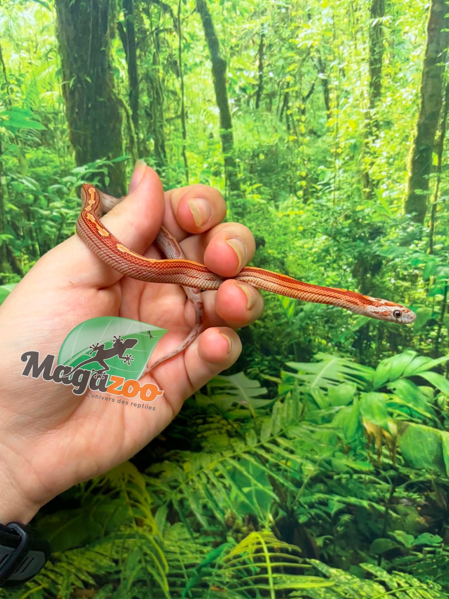 Magazoo Hypo Motley-Stripe Corn Snake #2. 06-10-26