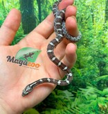 Magazoo Male Anery Corn Snake 06-07-26