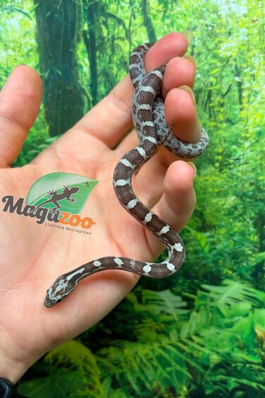 Magazoo Serpent des blés Anery  Mâle  07-06-26