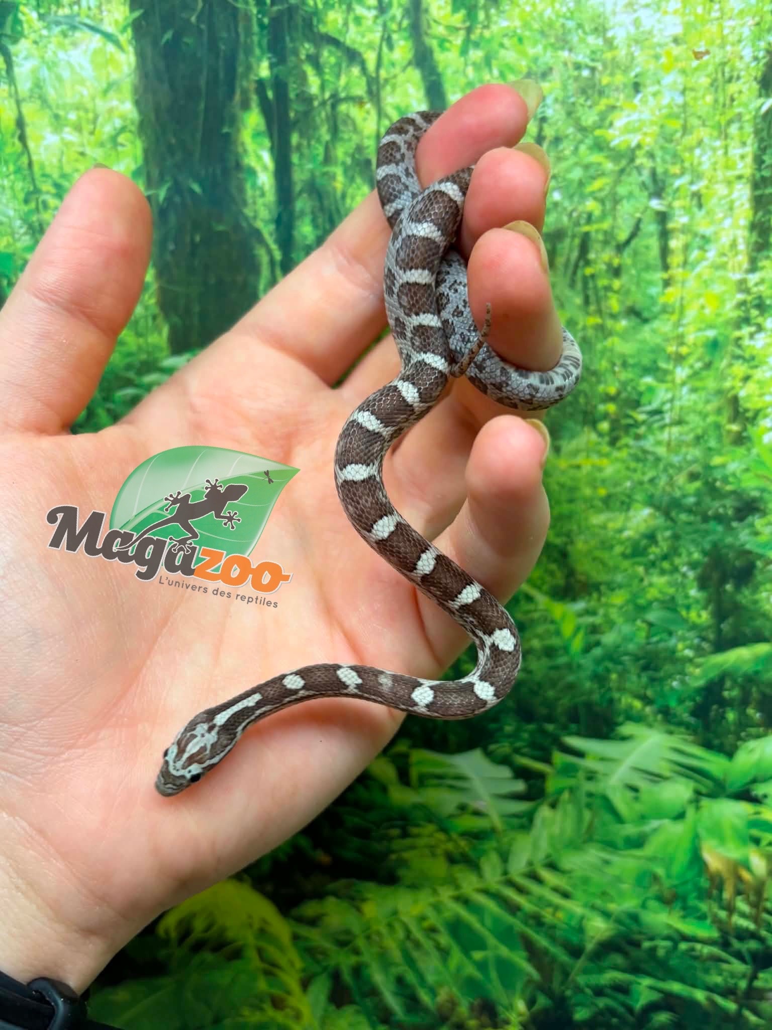 Magazoo Male Anery Corn Snake 06-07-26