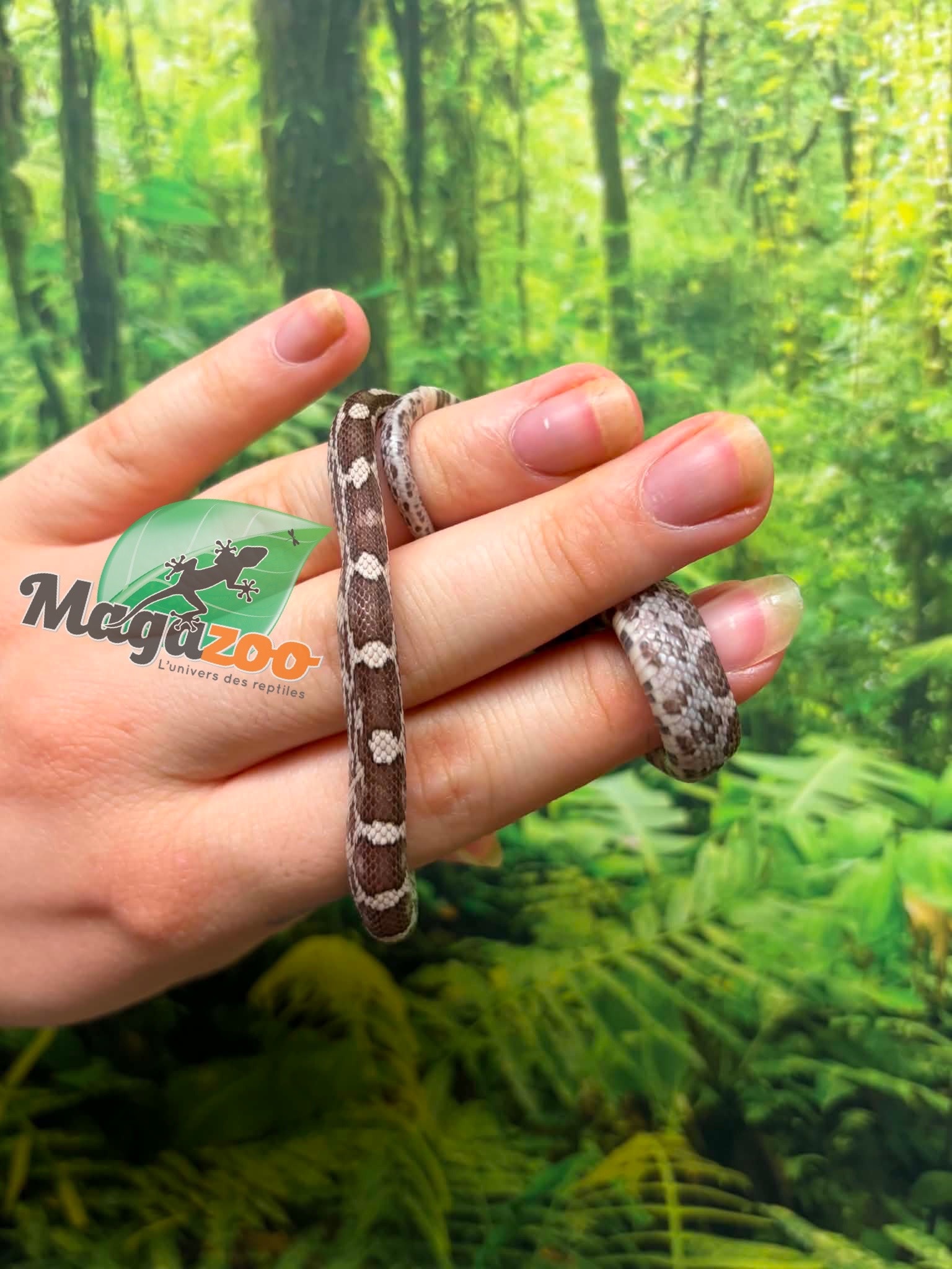 Magazoo Serpent des blés Anery  Mâle  07-06-26