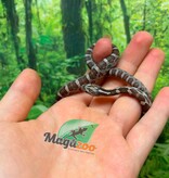 Magazoo Serpent des blés Anery  Mâle  07-06-26