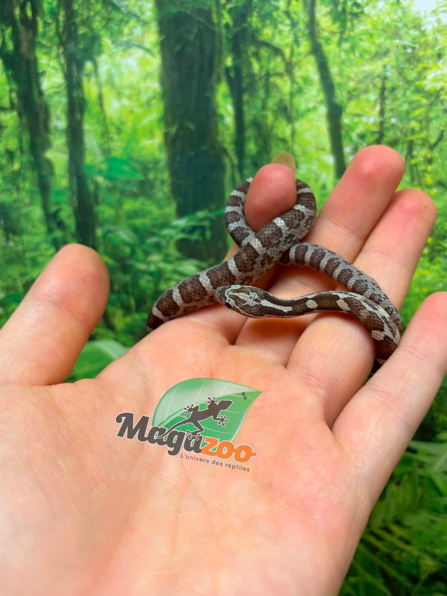 Magazoo Male Anery Corn Snake 06-07-26