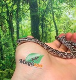 Magazoo Male Anery Corn Snake 06-07-26