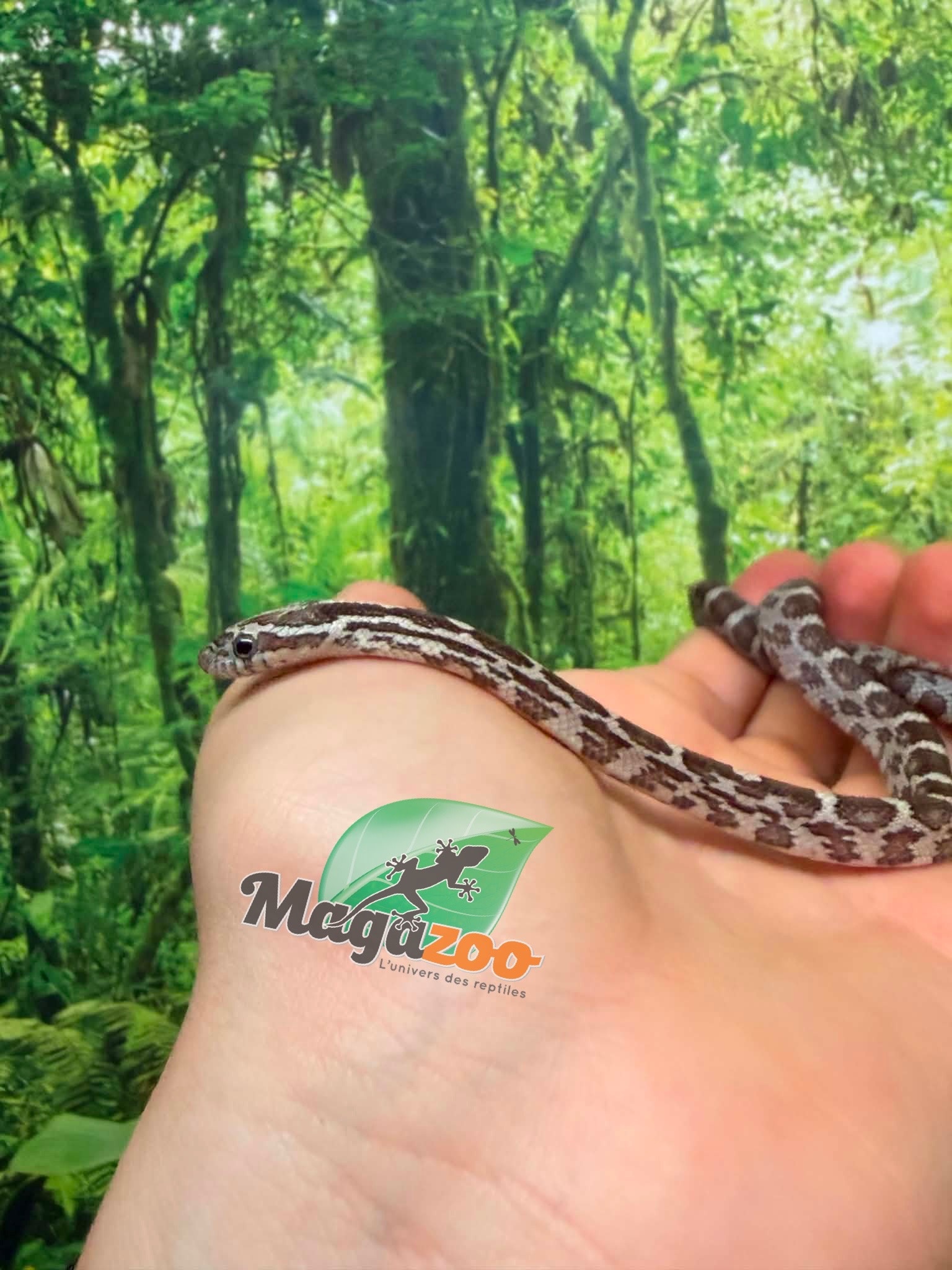Magazoo Male Anery Corn Snake 06-07-26