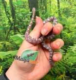 Magazoo Serpent des blés Hypo Cinder Masque  Mâle 04-06-26