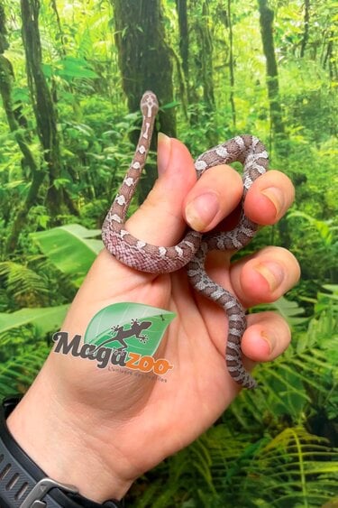 Magazoo Male Hypo Cinder Mask Corn Snake 06-04-26